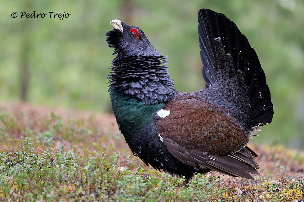 Urogallo (Tetrao urogallus)